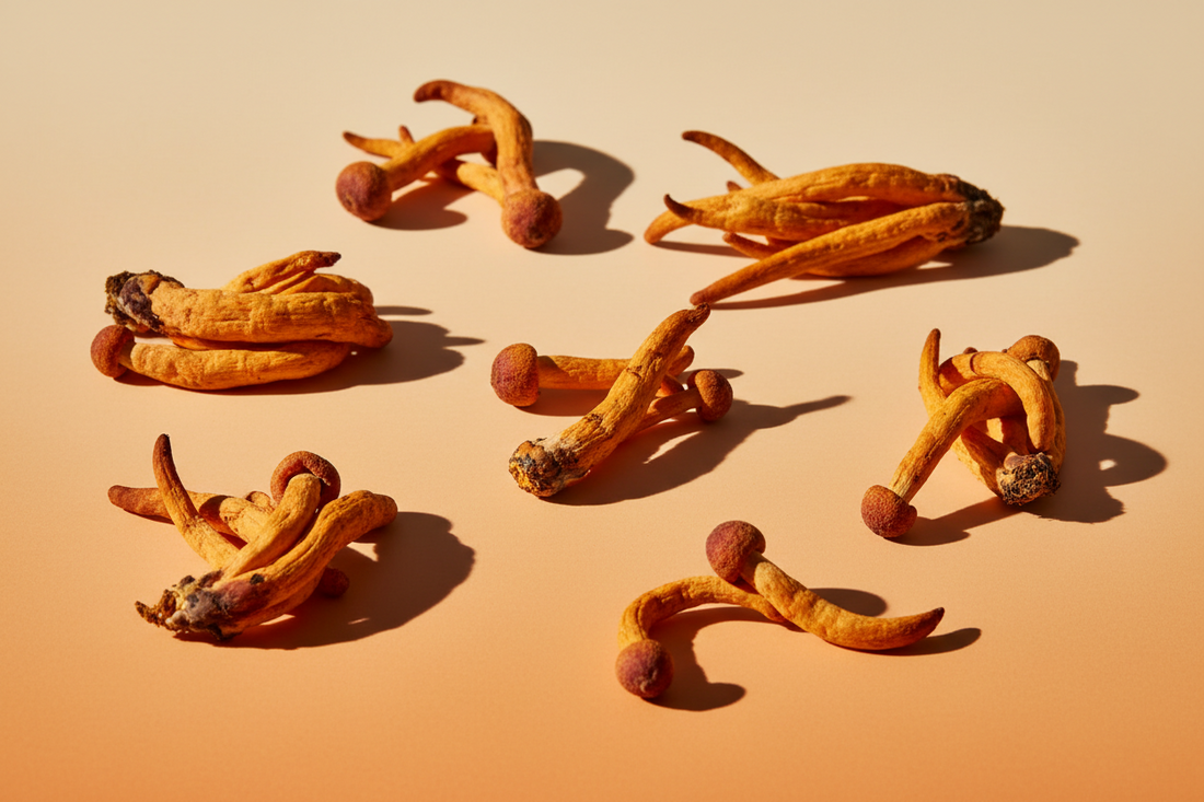 Cordyceps mushrooms for energy and endurance guide by Mushi.